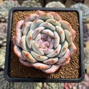 Echeveria 'Orange Monroe' 2" Succulent Plant Cutting