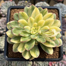 Echeveria 'Pulidonis' Variegated 4" Succulent Plant Cutting