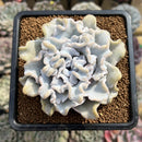 Echeveria 'Crispate Beauty' 3" Succulent Plant