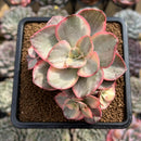 Echeveria 'Suyon' Variegated 3" Succulent Plant Cutting