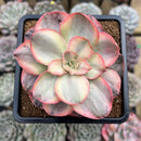 Echeveria 'Suyon' Variegated 2"-3" Succulent Plant Cutting