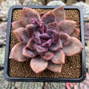 Echeveria 'Pink Tulip' 3" Succulent Plant Cutting
