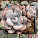Graptoveria 'Lalla' 3" Cluster Succulent Plant Cutting