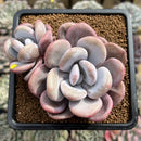 Graptoveria 'Lalla' 3" Cluster Succulent Plant Cutting