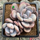Graptoveria 'Lalla' 3" Cluster Succulent Plant Cutting