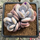 Graptoveria 'Lalla' 3" Cluster Succulent Plant Cutting