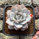 Echeveria 'Dyudyu' 2" Succulent Plant Cutting