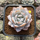 Echeveria 'Dyudyu' 2" Succulent Plant Cutting