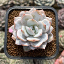 Echeveria 'Dyudyu' 2" Succulent Plant Cutting
