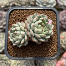 Echeveria 'Pine Cone' 2" Succulent Plant Cutting
