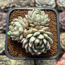 Echeveria 'Pine Cone' 2" Succulent Plant Cutting