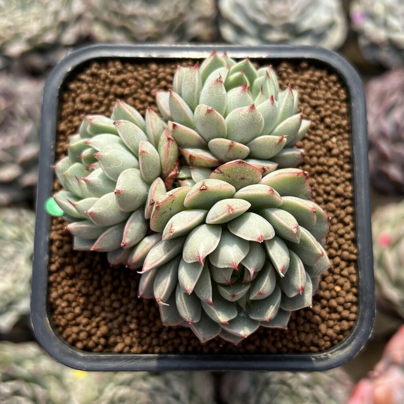 succulent pine cones Echeveria 'Pine Cone' 2" Succulent Plant Cutting – True Succulents Plant Co