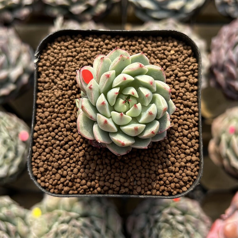 succulent pine cones Echeveria 'Pine Cone' 1" Succulent Plant Cutting