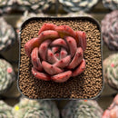 Echeveria 'Pink Champaign' 1"-2" Succulent Plant Cutting
