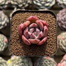 Echeveria 'Pink Champaign' 1"-2" Succulent Plant Cutting