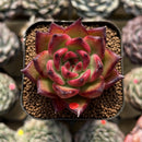Echeveria Agavoides 'Golden Great' 2" Succulent Plant Cutting