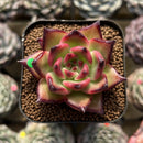 Echeveria Agavoides 'Golden Great' 2" Succulent Plant Cutting