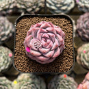 Echeveria 'Pink Shadow' 2" Succulent Plant Cutting