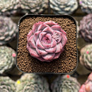 Echeveria 'Pink Shadow' 2" Succulent Plant Cutting