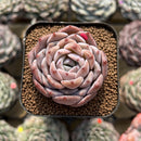 Echeveria 'Ultra Violet' 2" Succulent Plant Cutting