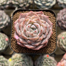 Echeveria 'Ultra Violet' 2" Succulent Plant Cutting