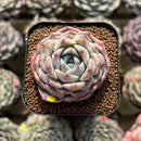Echeveria 'Ultra Violet' 2" Succulent Plant Cutting