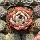 Echeveria 'Starmark' 2" Succulent Plant Cutting