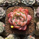 Echeveria 'Starmark' 2" Succulent Plant Cutting
