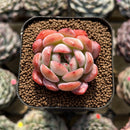 Echeveria 'Starmark' 2" Succulent Plant Cutting