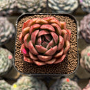 Echeveria 'Elouise' 2" Succulent Plant Cutting
