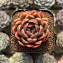 Echeveria 'Elouise' 2" Succulent Plant Cutting