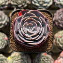 Echeveria 'Muesli' 2" Succulent Plant Cutting