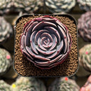 Echeveria 'Muesli' 2" Succulent Plant Cutting