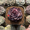 Echeveria 'Yasmin' 2" Succulent Plant Cutting