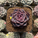 Echeveria 'Yasmin' 2" Succulent Plant Cutting