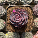 Echeveria 'Yasmin' 2" Succulent Plant Cutting