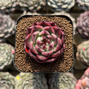 Echeveria Agavoides 'Sualeu' 2" Succulent Plant Cutting