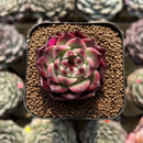 Echeveria Agavoides 'Sualeu' 2" Succulent Plant Cutting