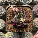Echeveria 'Meshid' 2" Succulent Plant Cutting