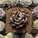 Echeveria 'Meshid' 2" Succulent Plant Cutting
