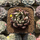 Echeveria 'Meshid' 2" Succulent Plant Cutting