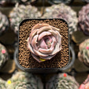 Echeveria 'Top Pink' 1" Succulent Plant Cutting