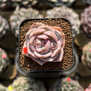 Echeveria 'Top Pink' 1" Succulent Plant Cutting
