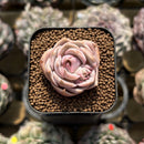 Echeveria 'Top Pink' 1" Succulent Plant Cutting