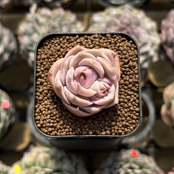 pink rosette succulent Echeveria 'Top Pink' 1