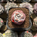 Echeveria 'Star Jelly' 1" Succulent Plant Cutting