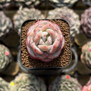 Echeveria 'Star Jelly' 1" Succulent Plant Cutting
