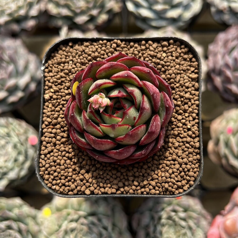 the succulent guy Echeveria 'Shy Guy' 2" Succulent Plant Cutting