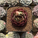Echeveria 'Shy Guy' 2" Succulent Plant Cutting