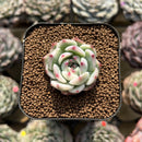 Echeveria 'Chihuahuaensis' Variegated 1" Succulent Plant Cutting